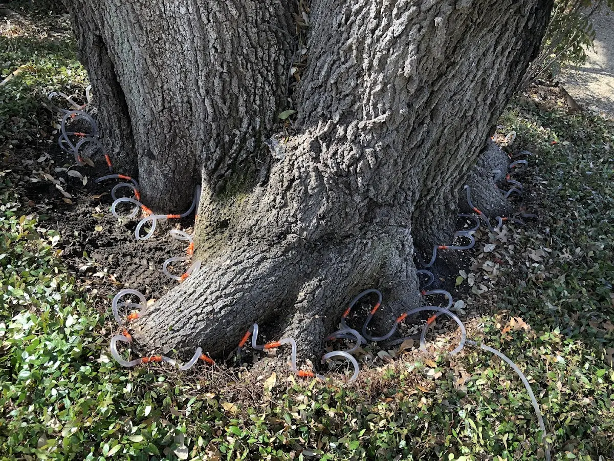 Detailed Tree Cabling and Bracing job site in Sigel