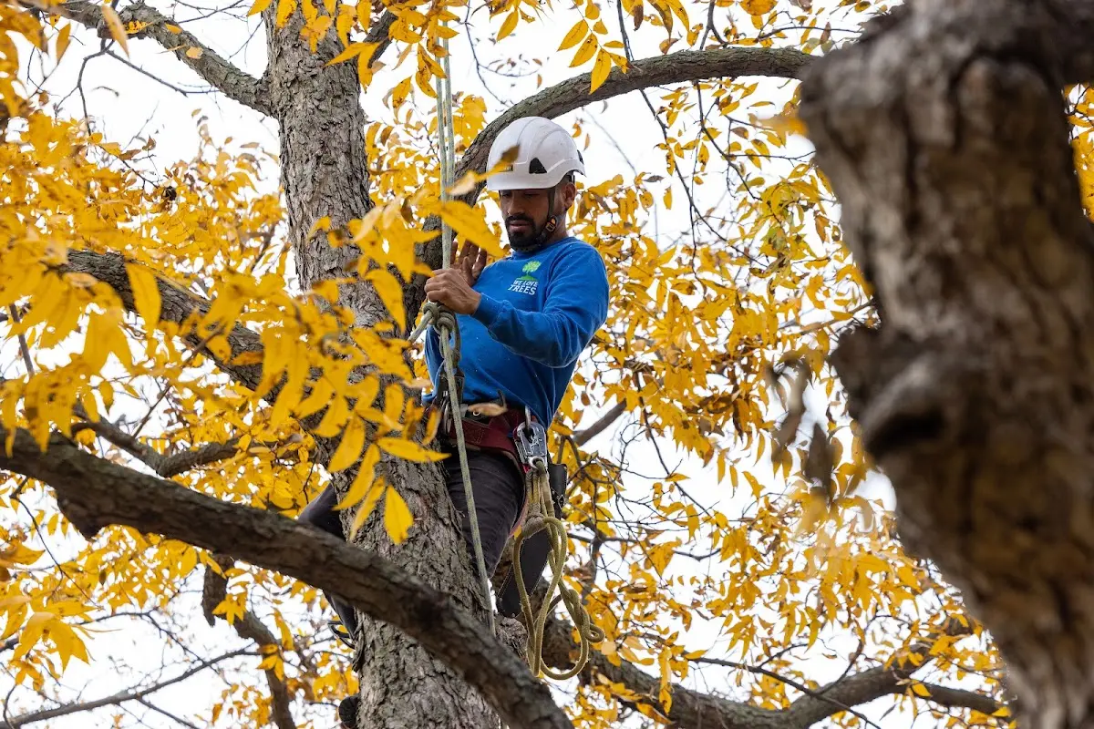 Skilled Tree Transplanting crew working in Sigel